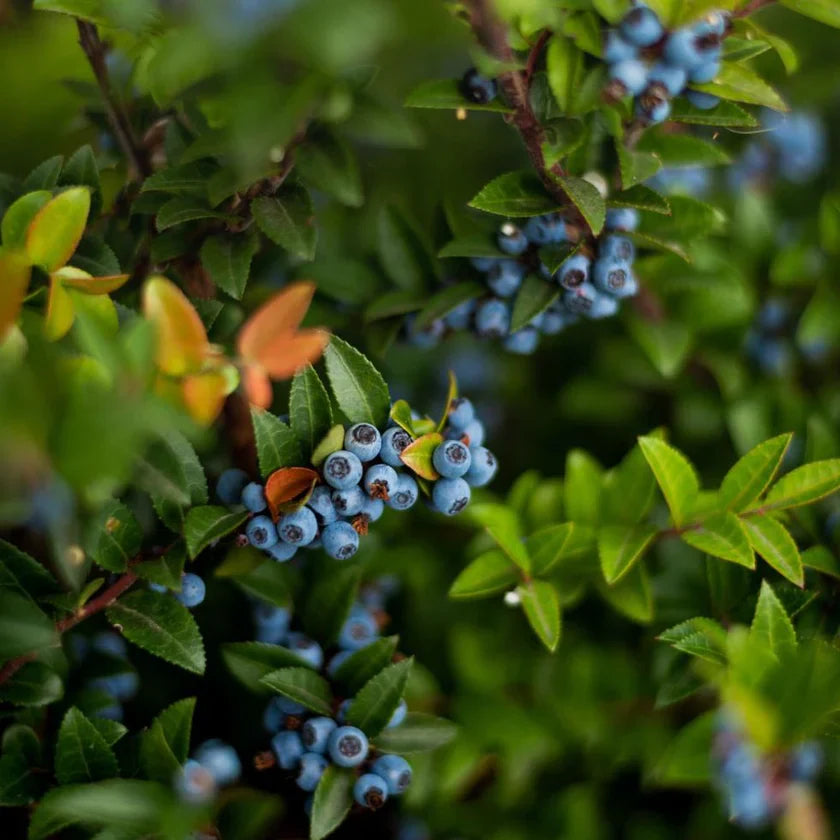 Smoothie Framboise Açai - 160g