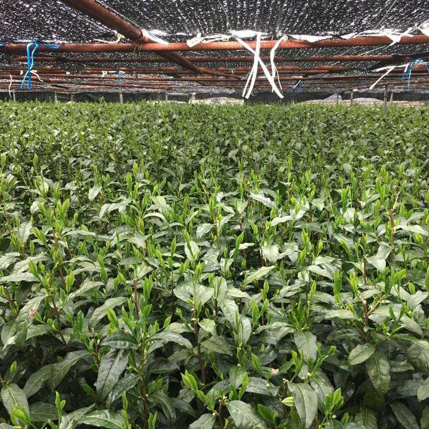 Latté au Matcha - 110g